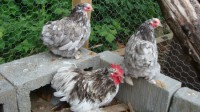 /album/blue-mottled/bl2-450x253-jpg/
